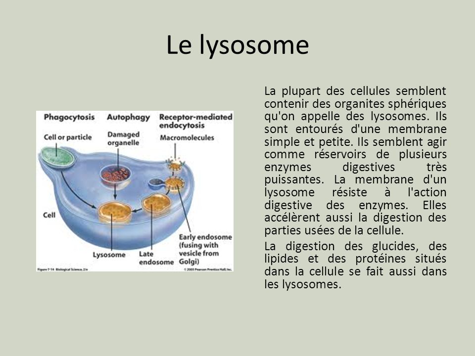 Le lysosome