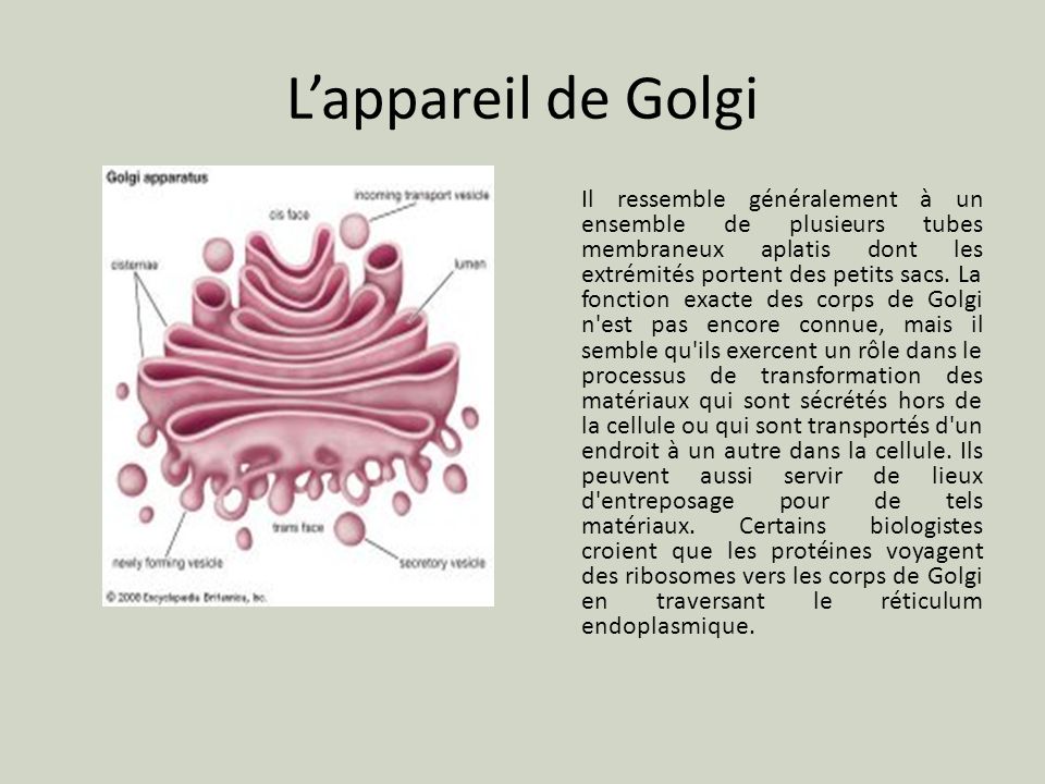 L’appareil de Golgi