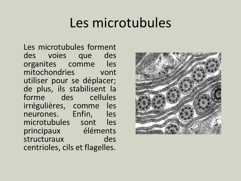 Les microtubules