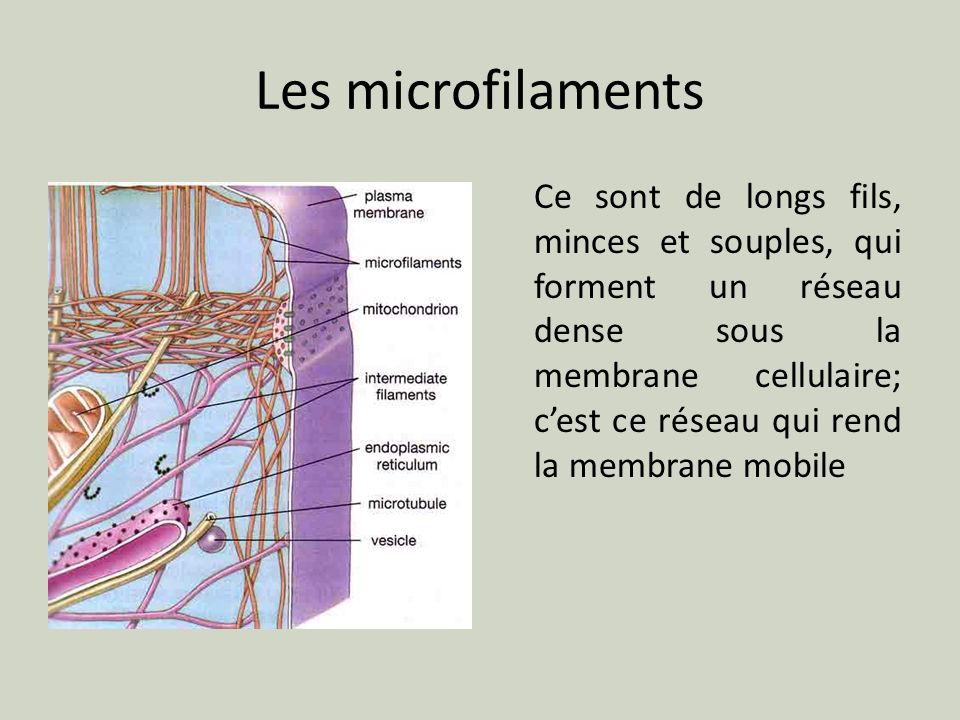 Les microfilaments