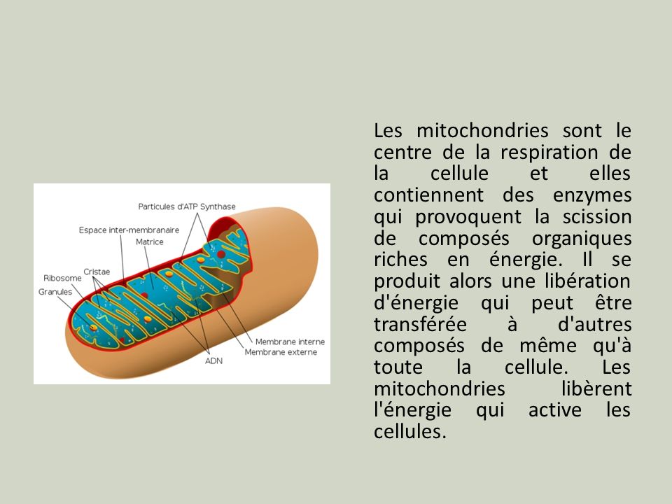 Les mitochondries sont le centre de la respiration de la cellule et elles contiennent des enzymes qui provoquent la scission de composés organiques riches en énergie.