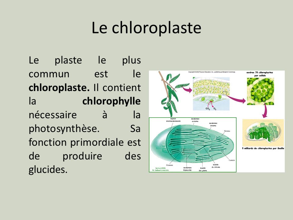 Le chloroplaste