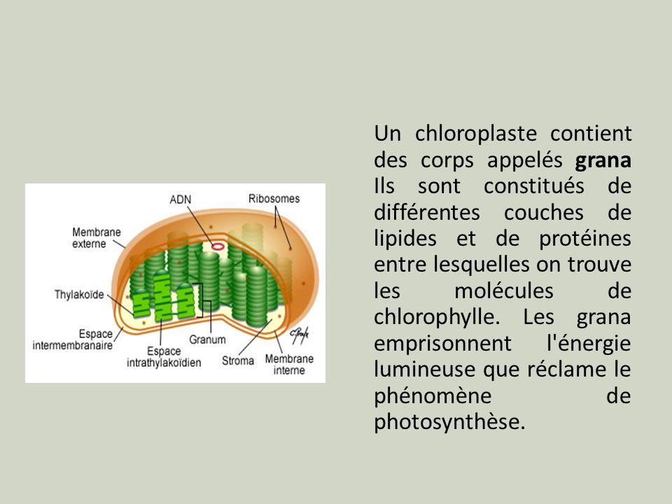Un chloroplaste contient des corps appelés grana Ils sont constitués de différentes couches de lipides et de protéines entre lesquelles on trouve les molécules de chlorophylle.
