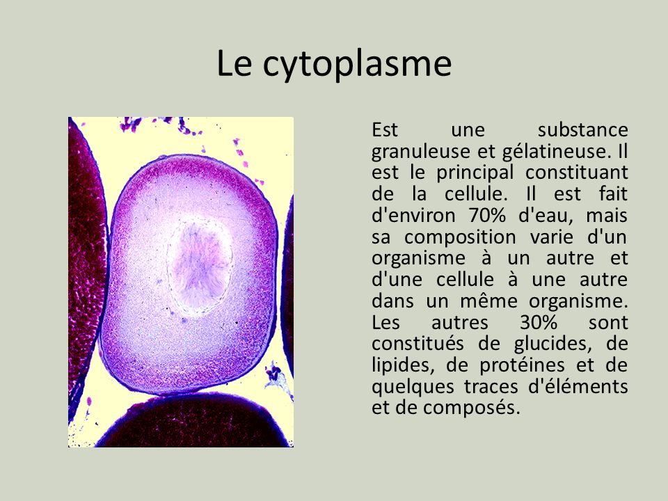 Le cytoplasme