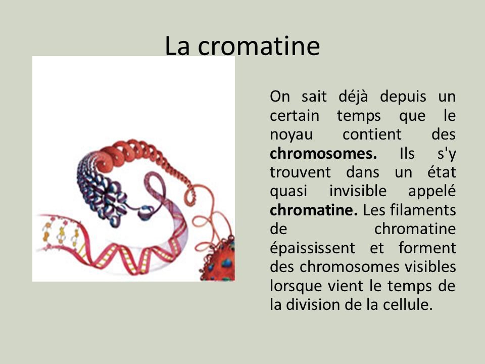 La cromatine