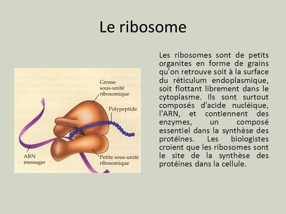 Le ribosome
