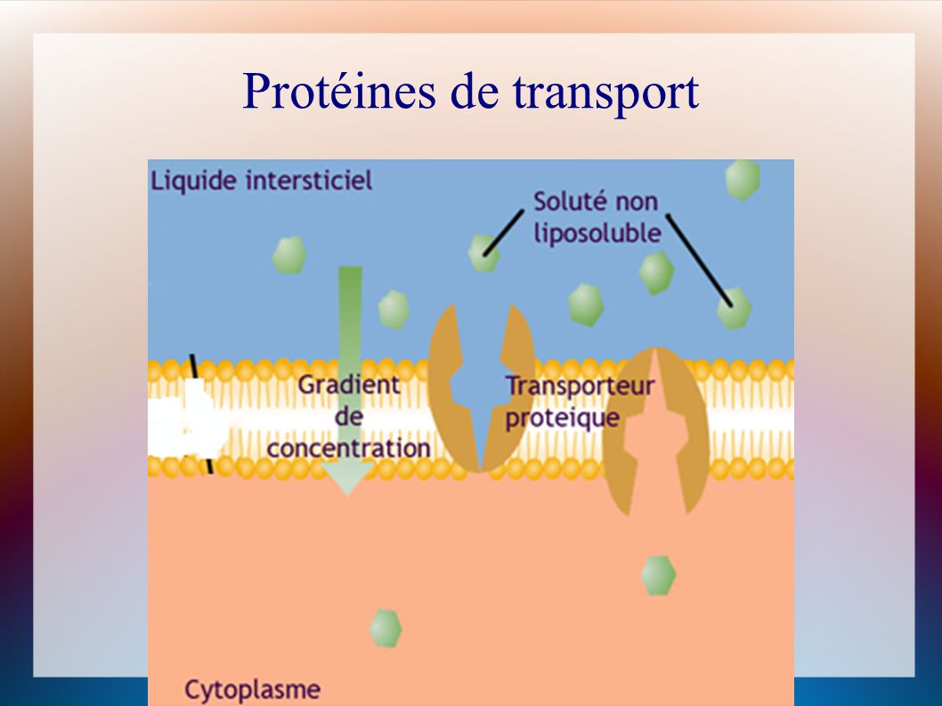 Protéines de transport