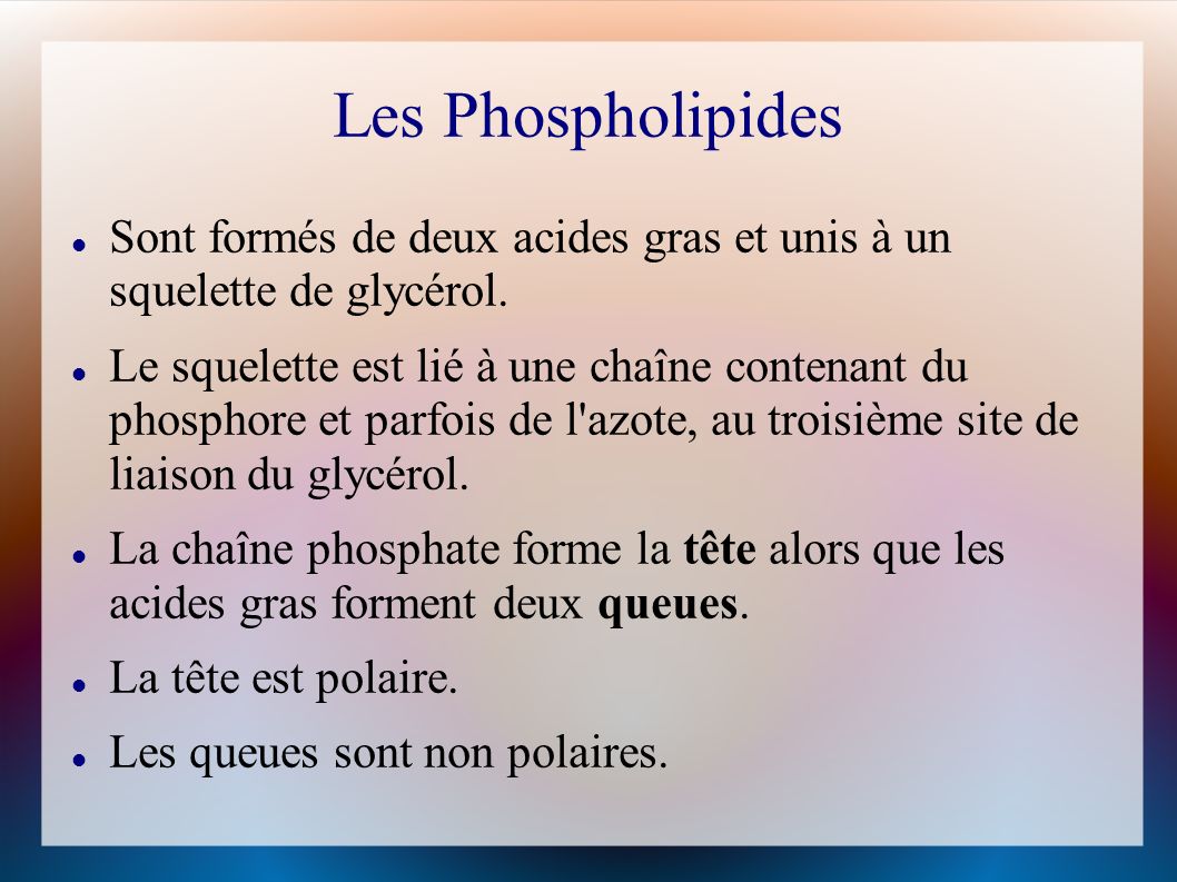 Les Phospholipides Sont formés de deux acides gras et unis à un squelette de glycérol.