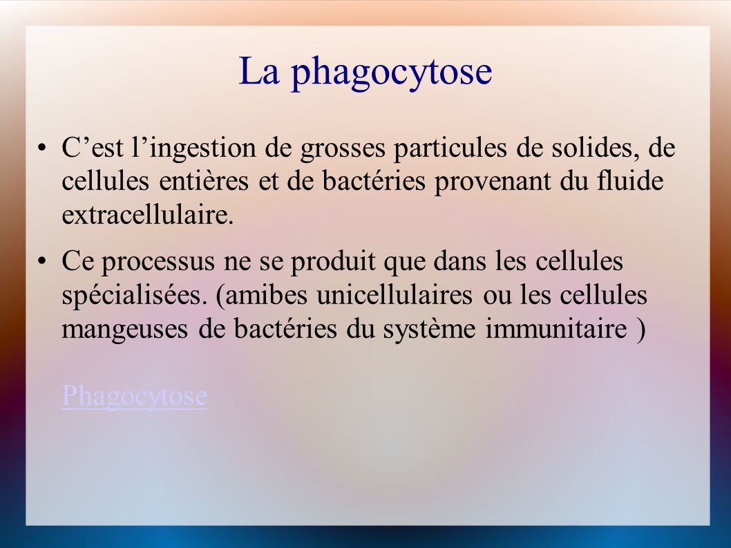 La phagocytose C’est l’ingestion de grosses particules de solides, de cellules entières et de bactéries provenant du fluide extracellulaire.