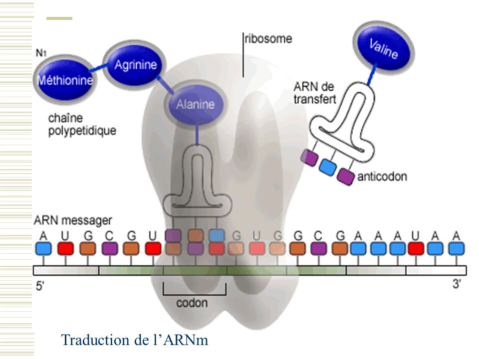 Traduction. Traduction Spin. Stunning Traduction.