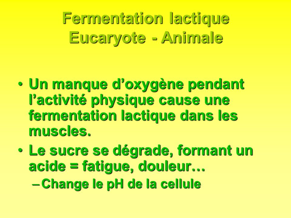Fermentation lactique Eucaryote - Animale