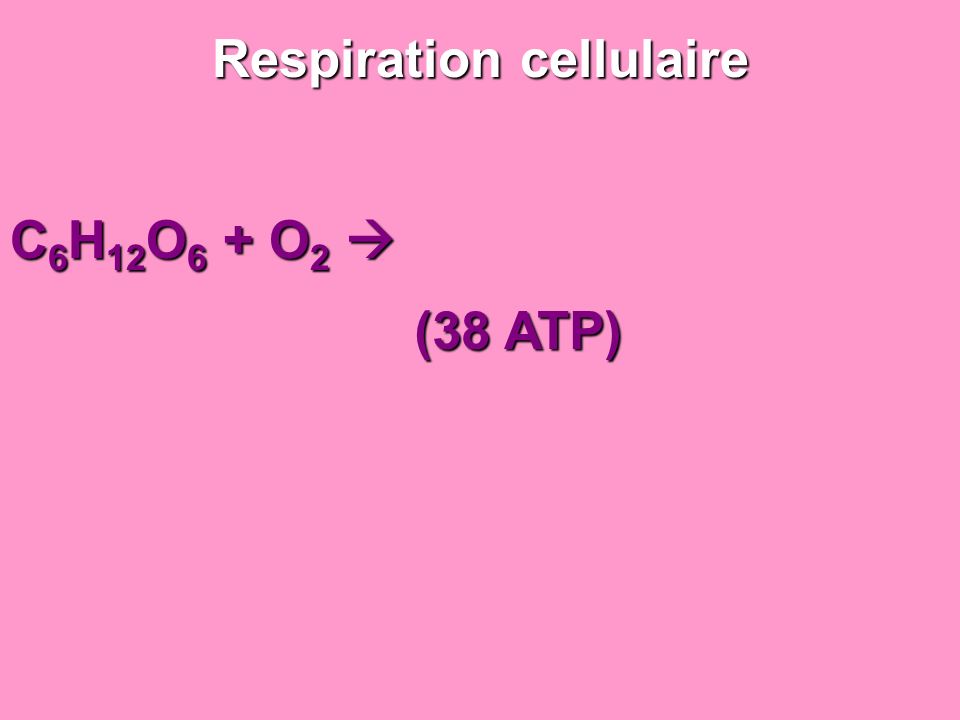 Respiration cellulaire