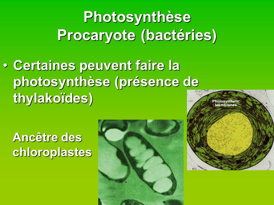 Photosynthèse Procaryote (bactéries)