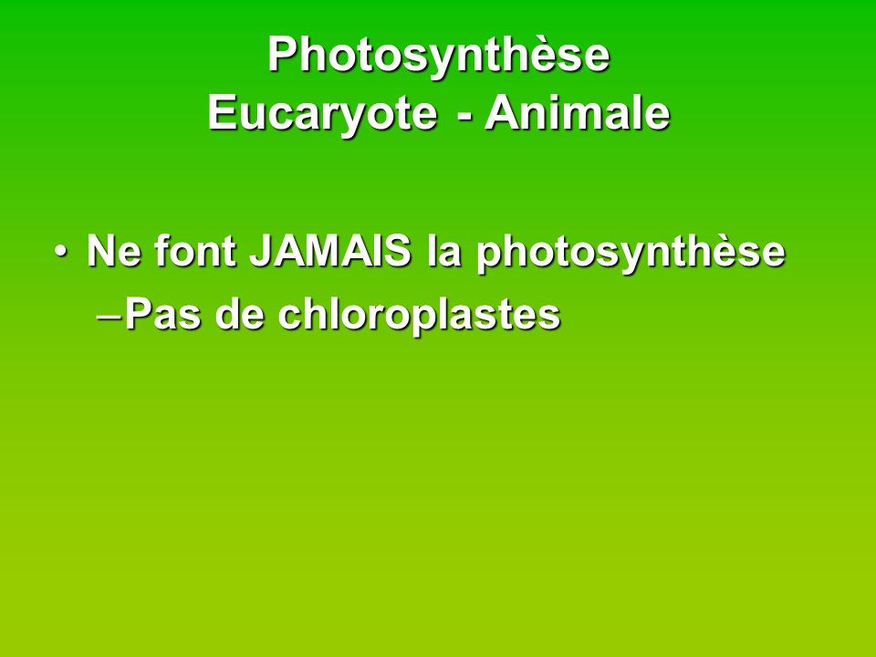 Photosynthèse Eucaryote - Animale