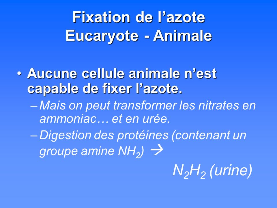 Fixation de l’azote Eucaryote - Animale