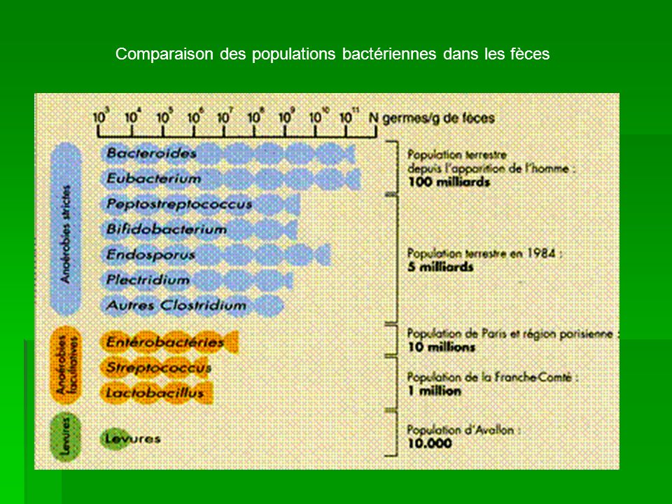 Comparaison des populations bactériennes dans les fèces