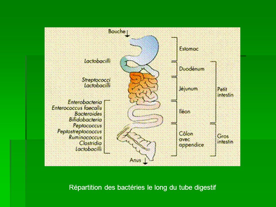 Répartition des bactéries le long du tube digestif