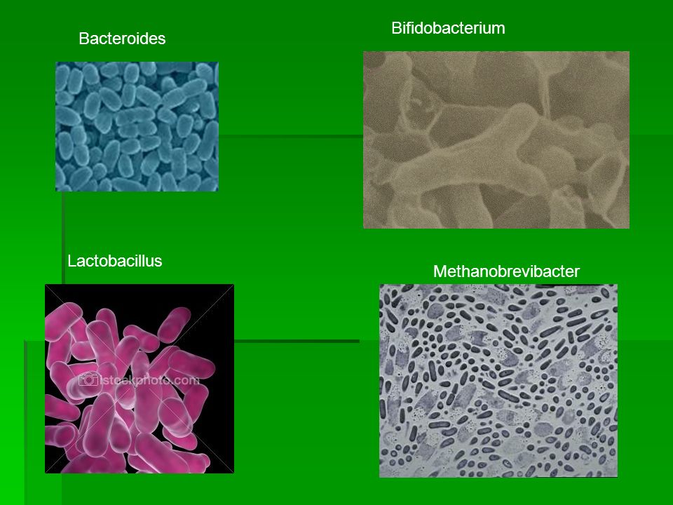 Bifidobacterium Bacteroides Lactobacillus Methanobrevibacter