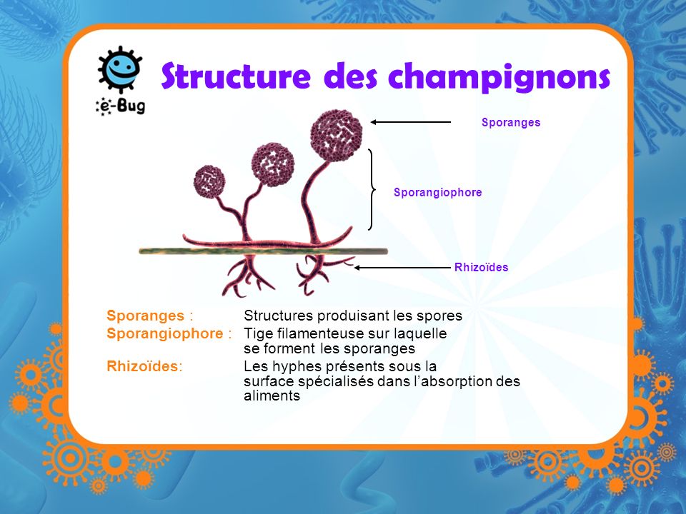 Structure des champignons