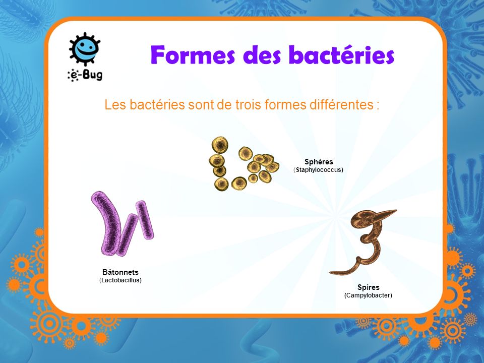 Les bactéries sont de trois formes différentes :