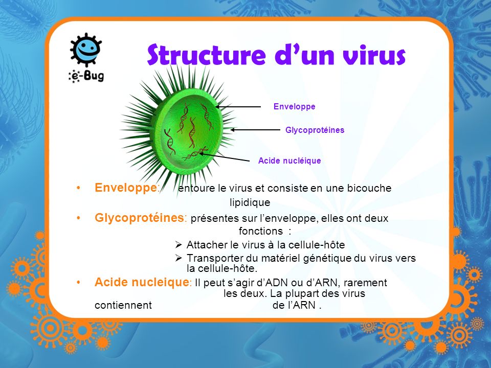 Structure d’un virus Enveloppe. Glycoprotéines. Acide nucléique. Enveloppe: entoure le virus et consiste en une bicouche lipidique.
