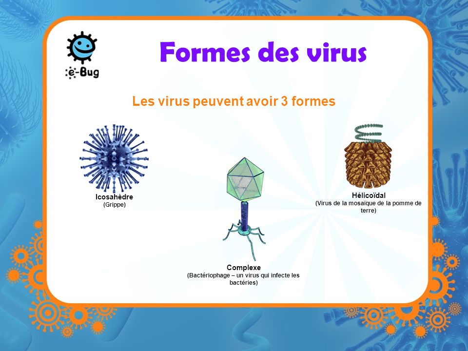Les virus peuvent avoir 3 formes