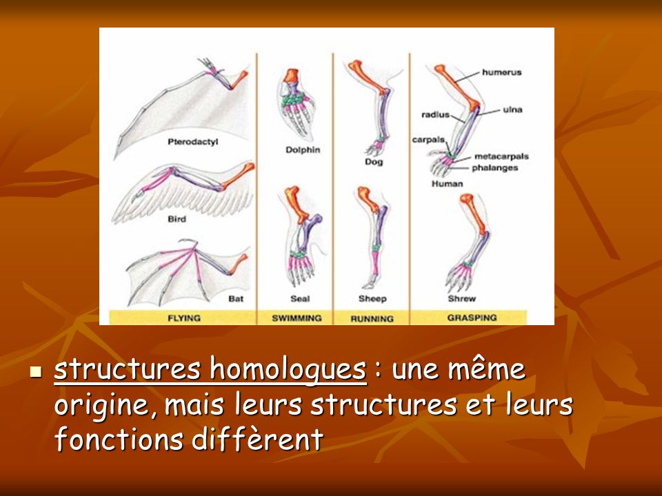 structures homologues : une même origine, mais leurs structures et leurs fonctions diffèrent