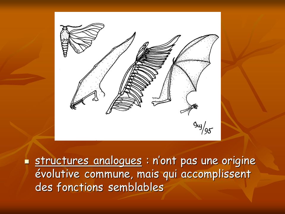 structures analogues : n’ont pas une origine évolutive commune, mais qui accomplissent des fonctions semblables