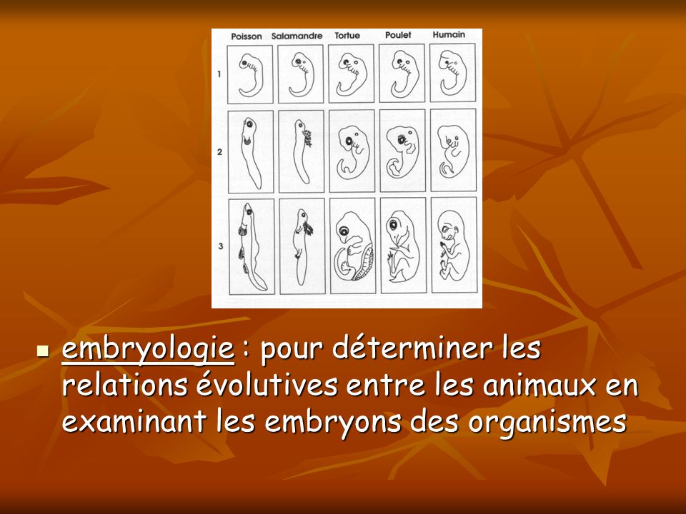 embryologie : pour déterminer les relations évolutives entre les animaux en examinant les embryons des organismes