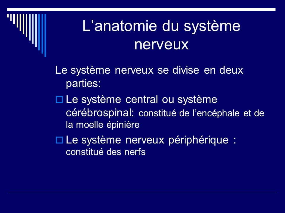 L’anatomie du système nerveux