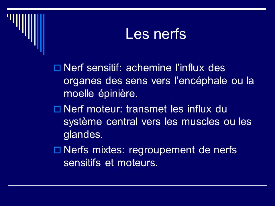 Les nerfs Nerf sensitif: achemine l’influx des organes des sens vers l’encéphale ou la moelle épinière.