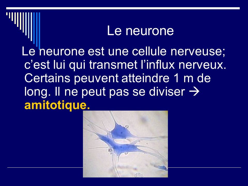 Le neurone