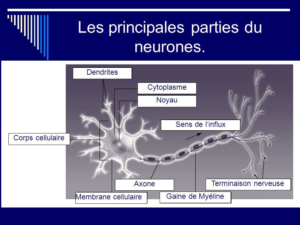 Les principales parties du neurones.