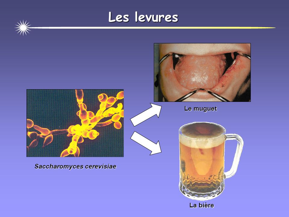 Les levures Le muguet La bière Saccharomyces cerevisiae