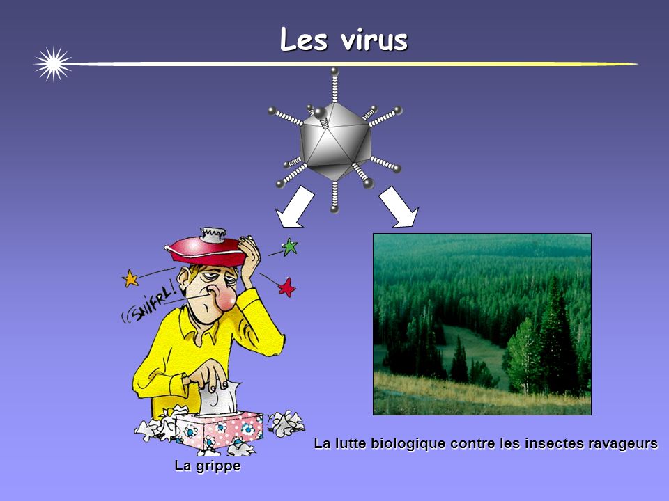 Les virus La grippe La lutte biologique contre les insectes ravageurs