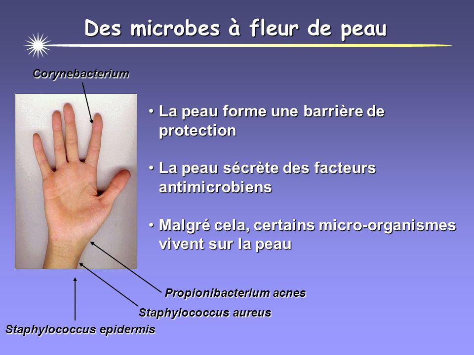 Des microbes à fleur de peau