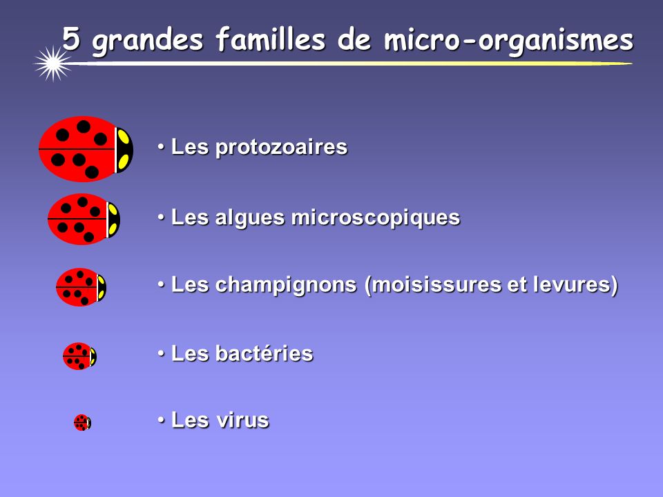 5 grandes familles de micro-organismes