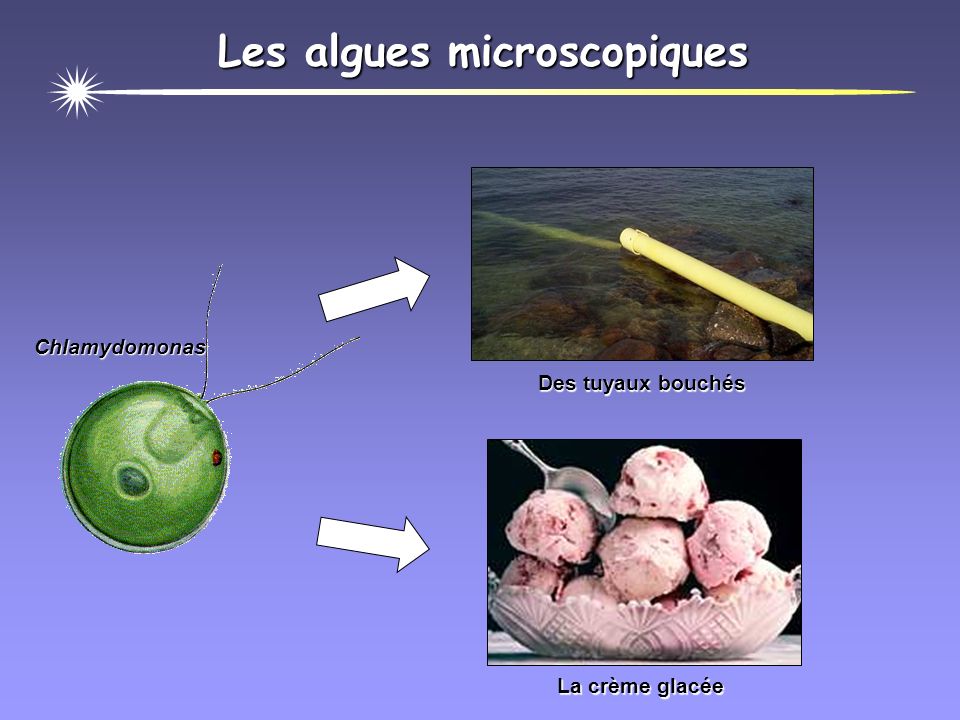 Les algues microscopiques