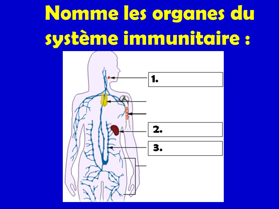 Nomme les organes du système immunitaire :