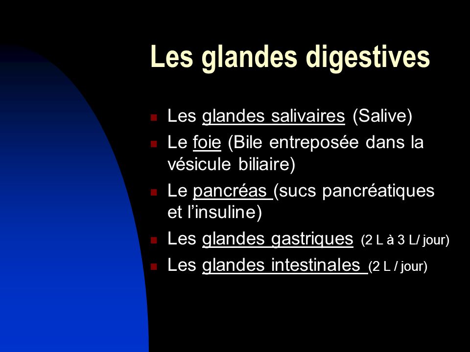 Les glandes digestives