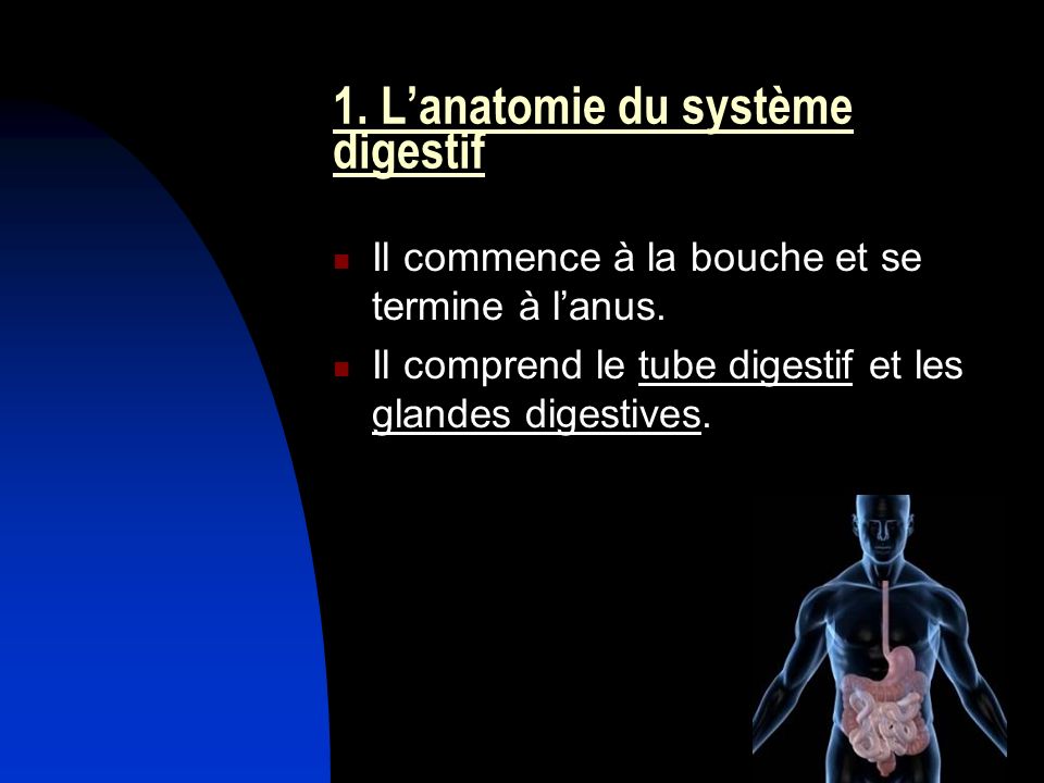 1. L’anatomie du système digestif