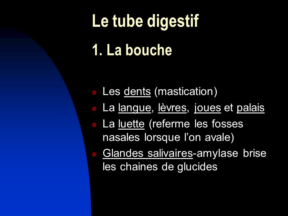 Le tube digestif 1. La bouche