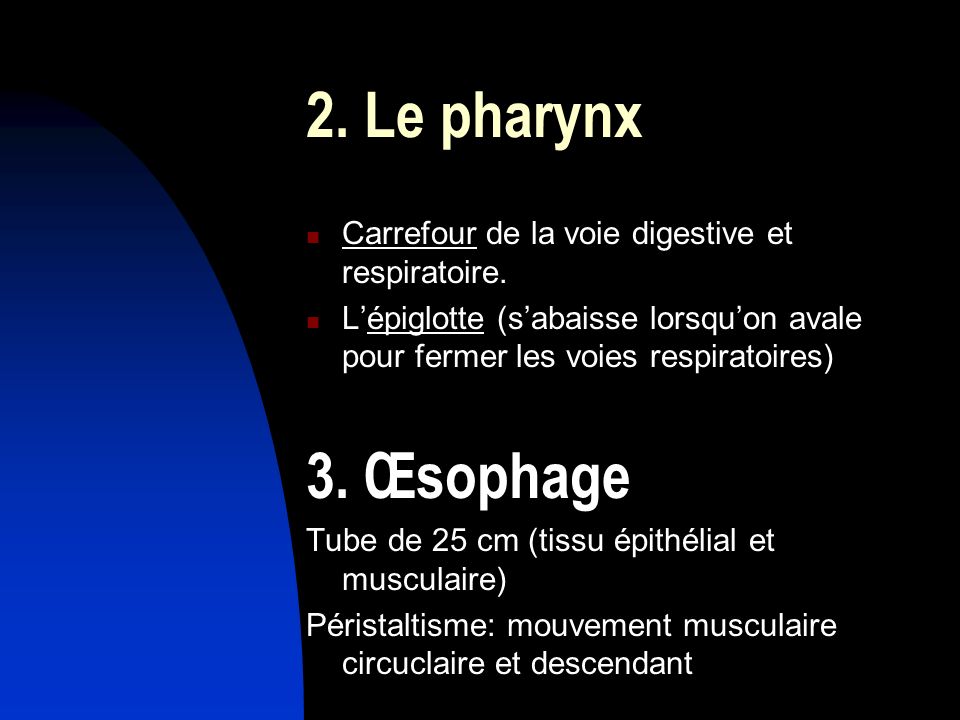 2. Le pharynx Carrefour de la voie digestive et respiratoire. L’épiglotte (s’abaisse lorsqu’on avale pour fermer les voies respiratoires)