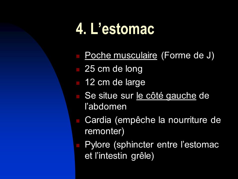 4. L’estomac Poche musculaire (Forme de J) 25 cm de long