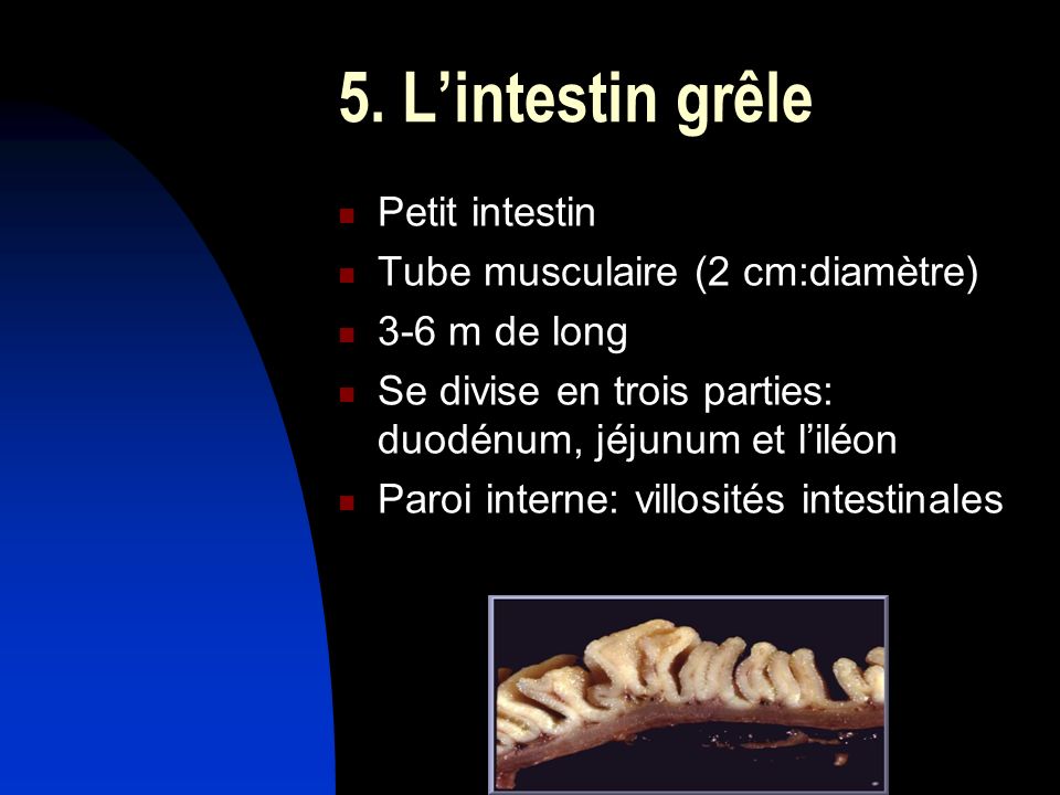 5. L’intestin grêle Petit intestin Tube musculaire (2 cm:diamètre)