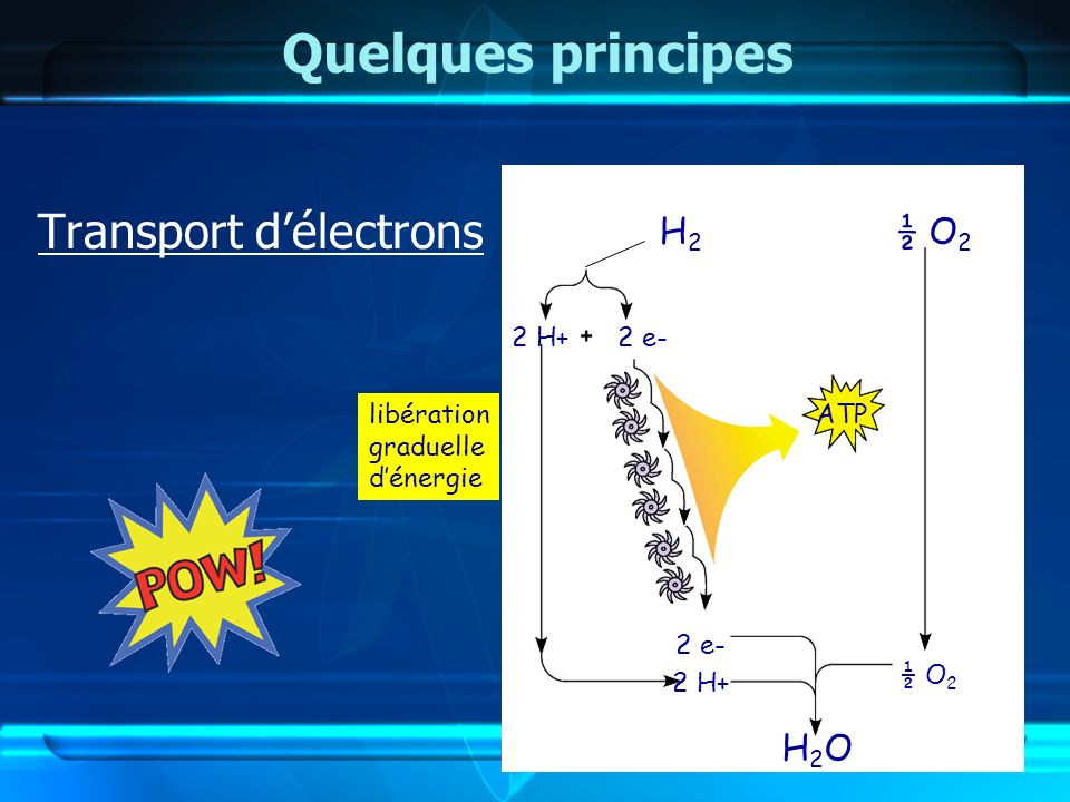 Quelques principes KaBoOM !! Transport d’électrons H2 ½ O2 H2O 2 H+