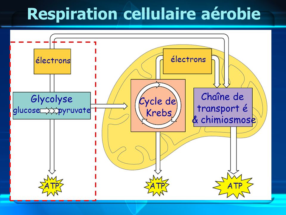 Respiration cellulaire aérobie