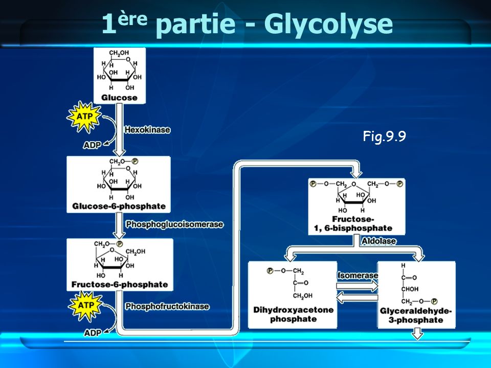 1ère partie - Glycolyse Fig.9.9