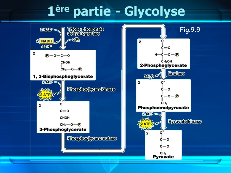 1ère partie - Glycolyse Fig.9.9