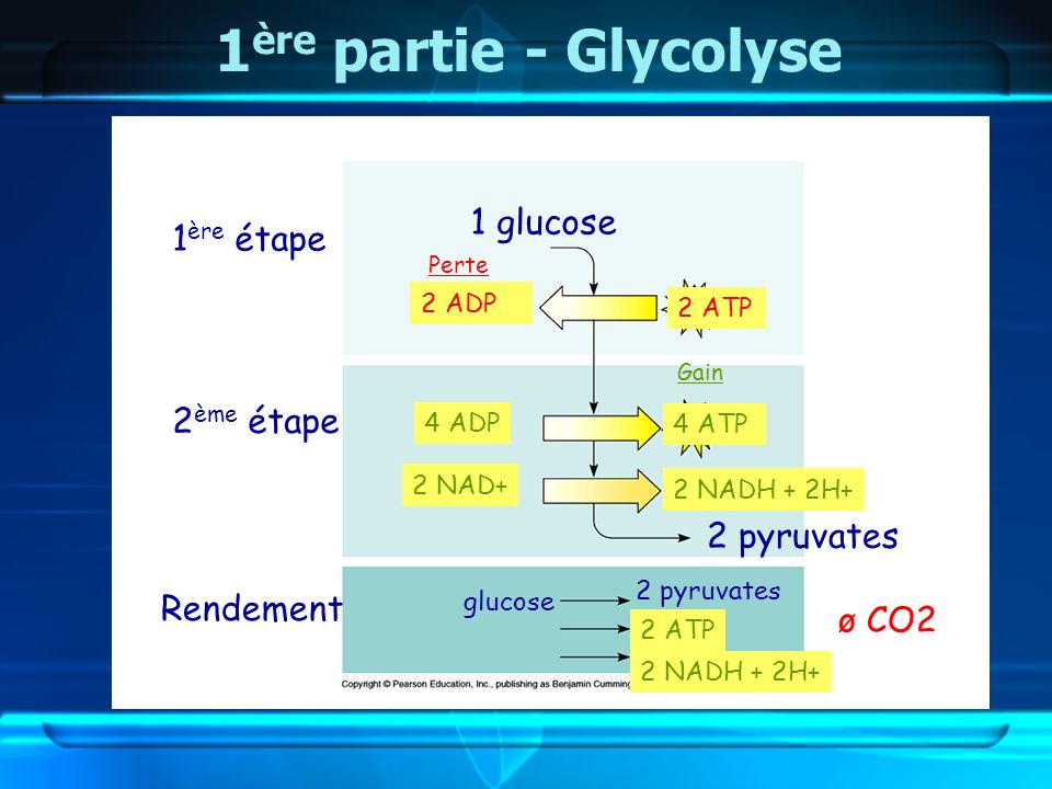 1ère partie - Glycolyse 1 glucose 1ère étape 2ème étape 2 pyruvates